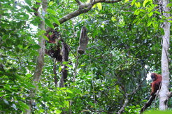 orangutan looking at a log hanging from a tree in a forest