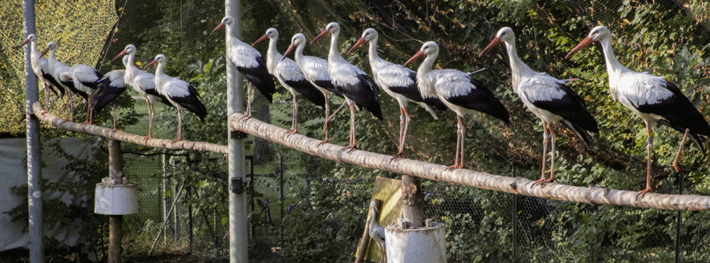 Kollektiver Vogelzug