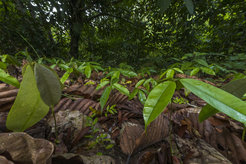 Seedling carpet after a masting event of Dipterocarp seeds in Borneo.