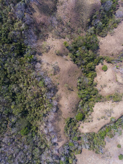 Fragmented forest sits adjacent to cattle pasture in Panama.