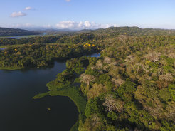 An aerial view of regenerating secondary tropical forest along the Chagres river near Gamboa, Panama.