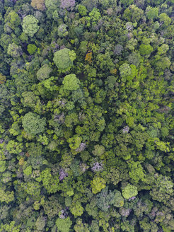 This forest in central Panama has not been disturbed for more the 600 years. The diversity of tree species and age classes can be seen from the forest canopy.
