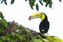 Toucans are one of the few birds that can disperse plants with large seeds and play a key role in dispersal in forests in Central and South America. They are especially important in young forests growing on abandoned land, as they bring in seeds of many different species that will help the forest regenerate a diverse tree community.