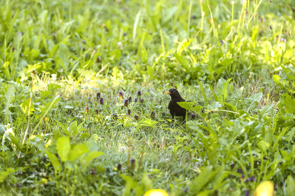 Fuel storage and use in migrant and resident birds 