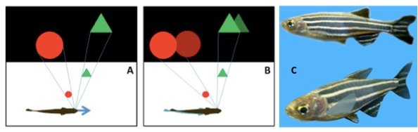 Virtual Reality to understand social interactions