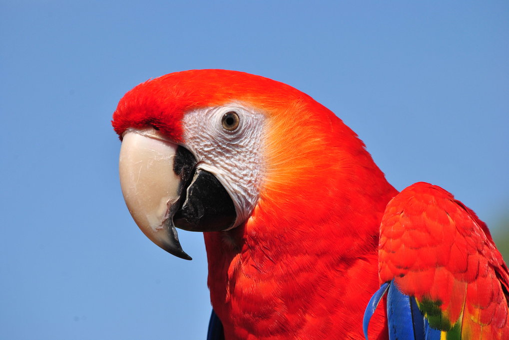 Unravelling the mystery of parrot longevity | Max Planck Institute of  Animal Behavior