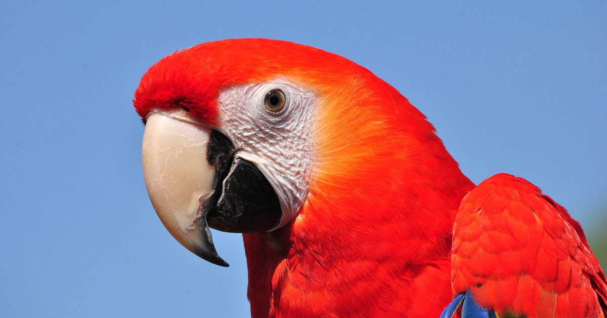 Unravelling the mystery of parrot longevity | Max Planck Institute of  Animal Behavior