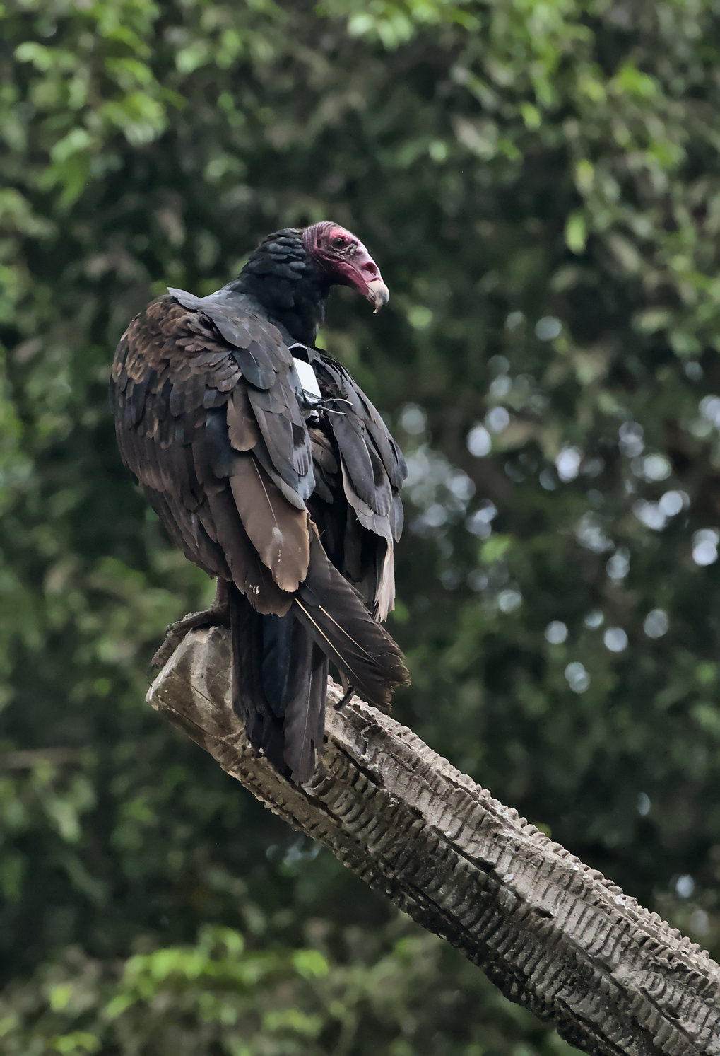 Non-migratory island dwelling Turkey vultures movement ecology in Cuba