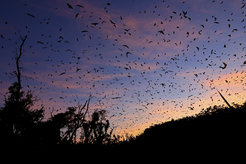bats