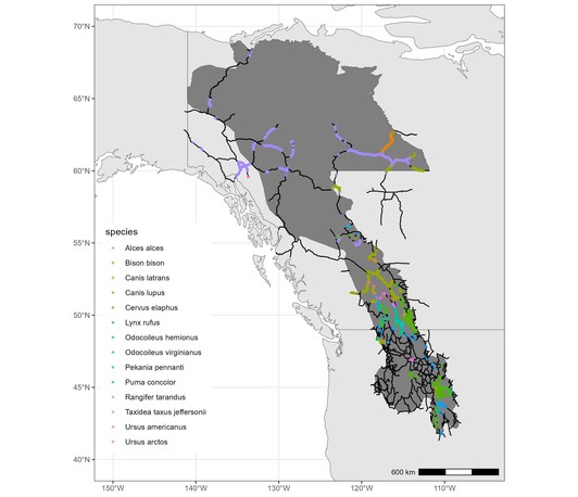 Effects of linear infrastructures on Animal movement - learning from across the world
