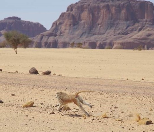 Monkeys in the Desert: Patas Monkeys as a Key System to Study Heat Resilience in Primates